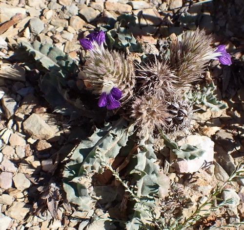 Image of Acanthopsis dispermoides by (c) Nicola van Berkel, some rights reserved (CC BY-SA)