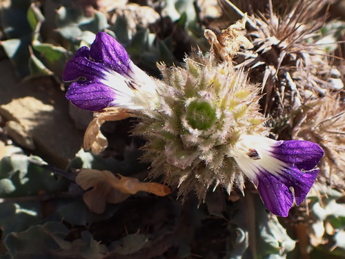 Image of Acanthopsis dispermoides by (c) Nicola van Berkel, some rights reserved (CC BY-SA)