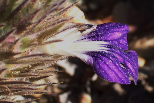 Image of Acanthopsis dispermoides by (c) Nicola van Berkel, some rights reserved (CC BY-SA)