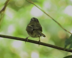 Arremonops chloronotus