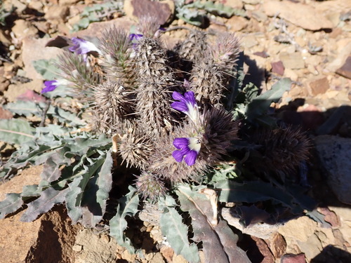 Image of Acanthopsis dispermoides by (c) Nicola van Berkel, some rights reserved (CC BY-SA)