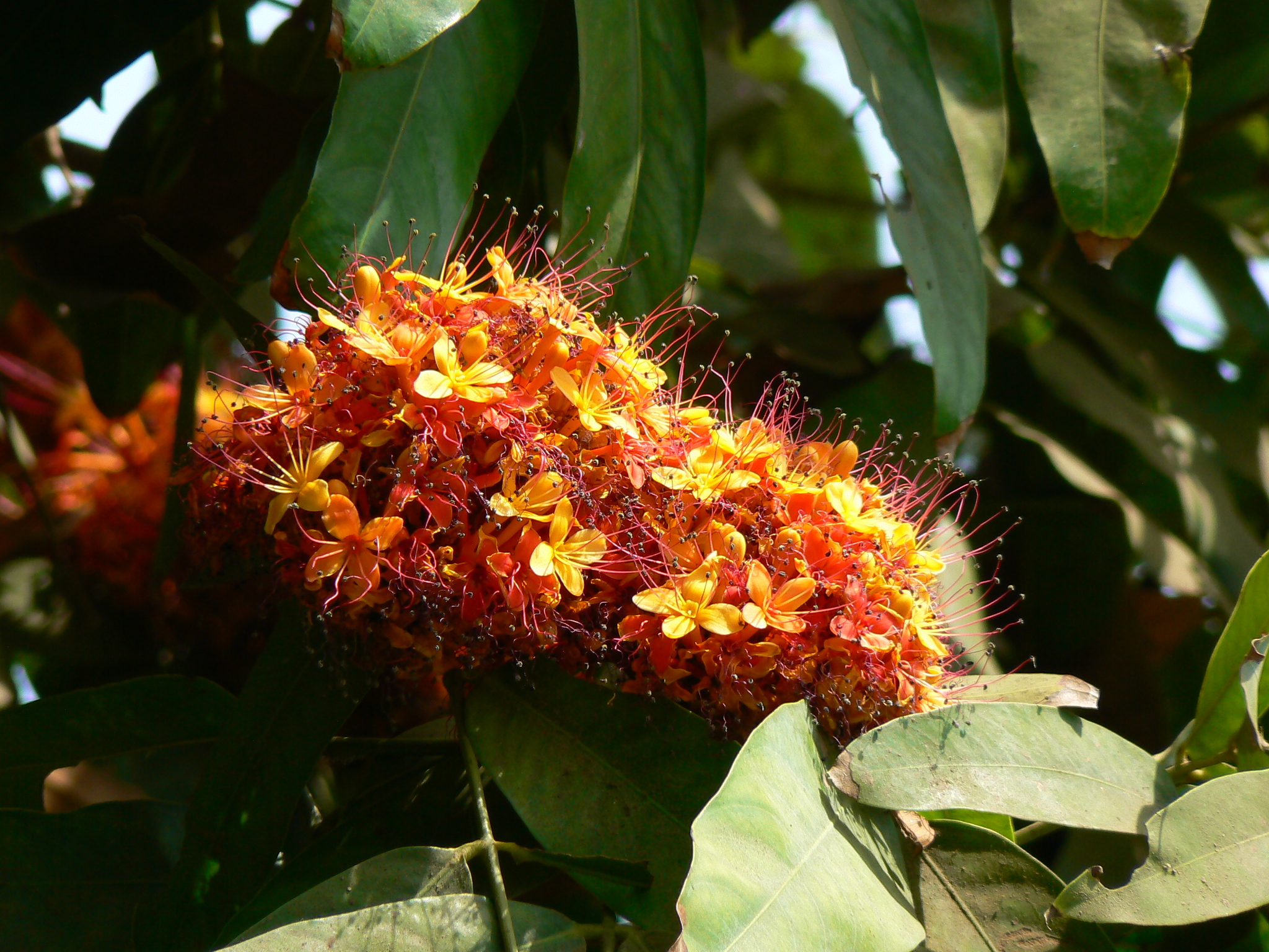 Saraca asoca (Roxb.) W.J.de Wilde