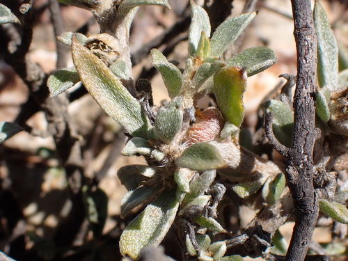 Image of Aizoon karooicum by (c) Nicola van Berkel, some rights reserved (CC BY-SA)