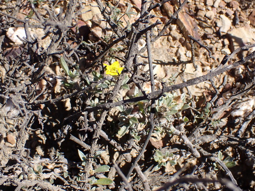 Image of Aizoon karooicum by (c) Nicola van Berkel, some rights reserved (CC BY-SA)