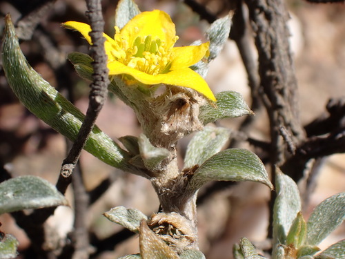 Image of Aizoon karooicum by (c) Nicola van Berkel, some rights reserved (CC BY-SA)
