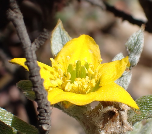 Karoo Baconfig (Aizoon karooicum)