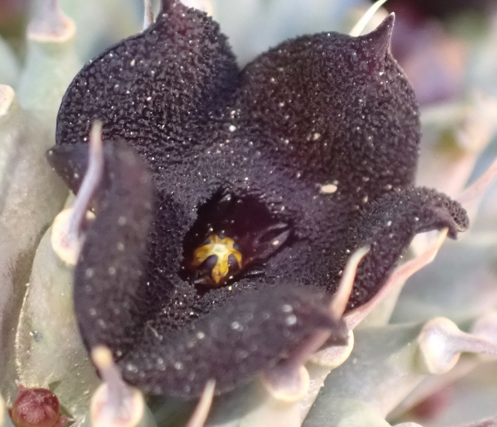 Ceropegia pilifera