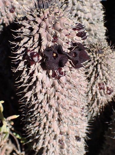 Ceropegia pilifera