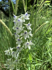 Delphinium leucophaeum