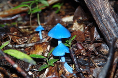 Entoloma hochstetteri