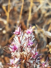 Polygonum bidwelliae