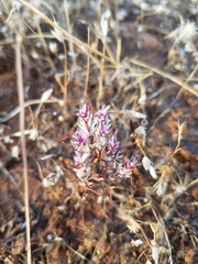 Polygonum bidwelliae