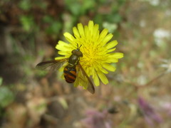Chrysotoxum triarcuatum