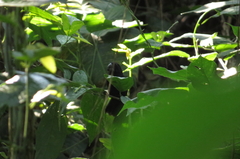 Cyanoloxia cyanoides