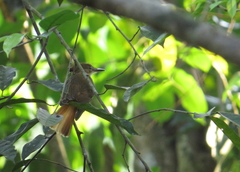 Onychorhynchus coronatus