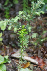 Phyllodoce empetriformis