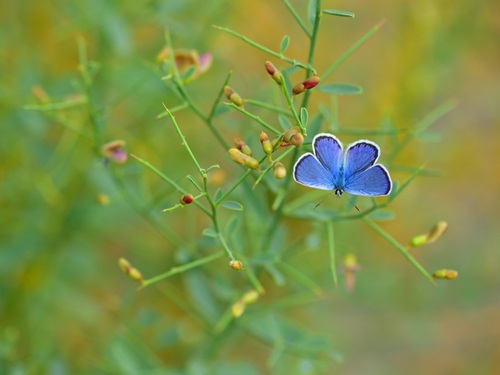 Small Jewel Blue