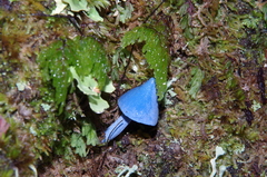 Entoloma hochstetteri