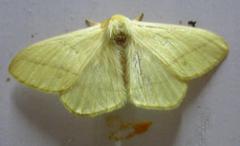 Lepidoptera