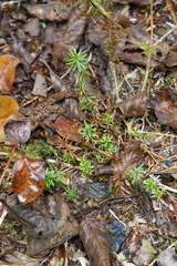 Phyllodoce empetriformis