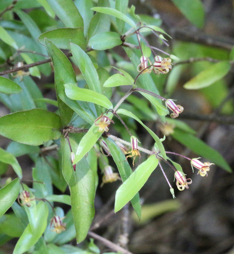Pittosporum pimeleoides A.Cunn.