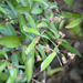 Pittosporum pimeleoides - Photo 由 Bill Campbell 所上傳的 (c) Bill Campbell，保留部份權利CC BY-NC