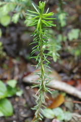 Phyllodoce empetriformis