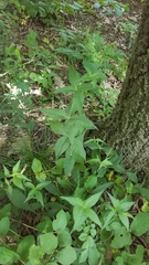 Silene stellata