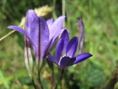 Brodiaea coronaria