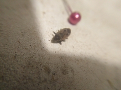 Graptopeltus lynceus