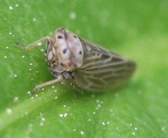 Agalliini