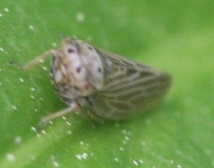 Agalliini