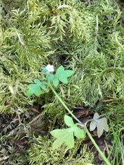 Nemophila parviflora