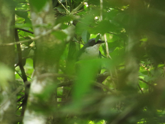Melanotis hypoleucus