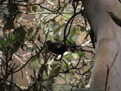 Turdus rufitorques