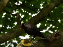 Turdus merula