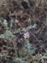 Lessingia nemaclada