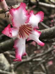 Adenium multiflorum
