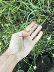 Spermolepis inermis
