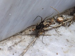 Zachaeus crista