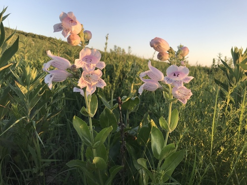 Penstemon cobaea iNat (2)