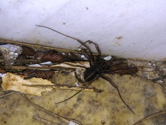 Zachaeus crista