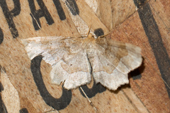 Metarranthis indeclinata