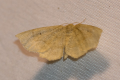 Scopula inductata