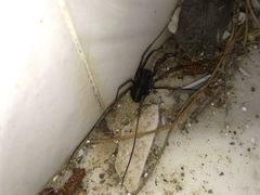 Zachaeus crista