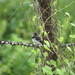 Sharpe's Seedeater - Photo (c) El Chivizcoyo, some rights reserved (CC BY-NC), uploaded by El Chivizcoyo