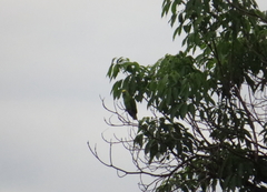 Amazona auropalliata