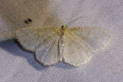 Scopula quadrilineata