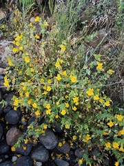 Erythranthe glaucescens
