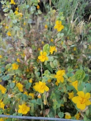 Erythranthe glaucescens